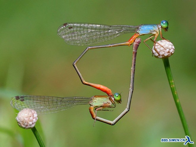 Damselflies.jpg