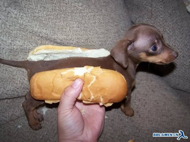 hotdog31.jpg