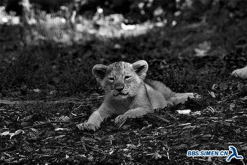 Black-White-Pictures-Animals-63.jpg