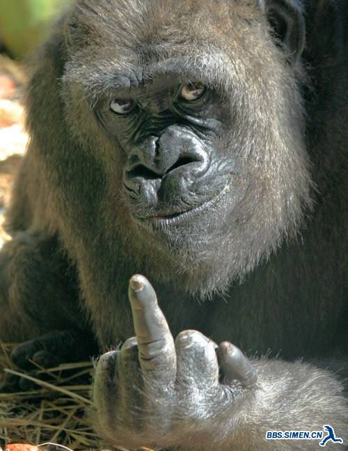 10-Middle-Finger-Sightings-in-World-Around-You-007.jpg