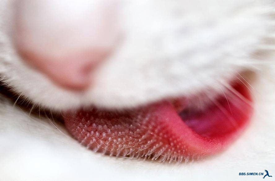 cat tongue.jpg